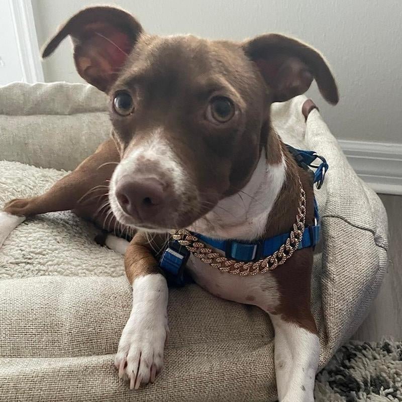 Best Adjustable Diamond & Rhinestone Pet Collar for Dogs & Cats - Image 9