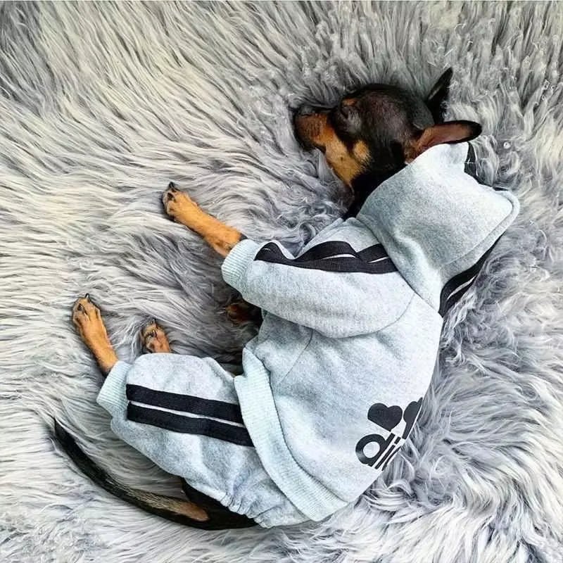 Best Fleece Dog Jumpsuit & Onesie for Small Dogs - Image 5