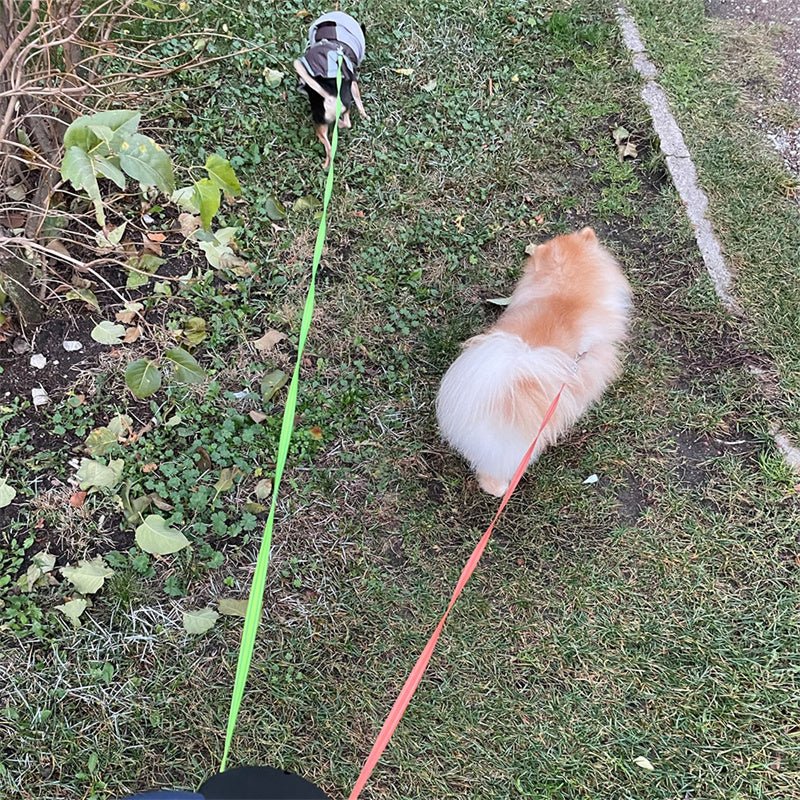 Best Heavy-Duty Retractable Dog Leash for All Dogs - Image 8