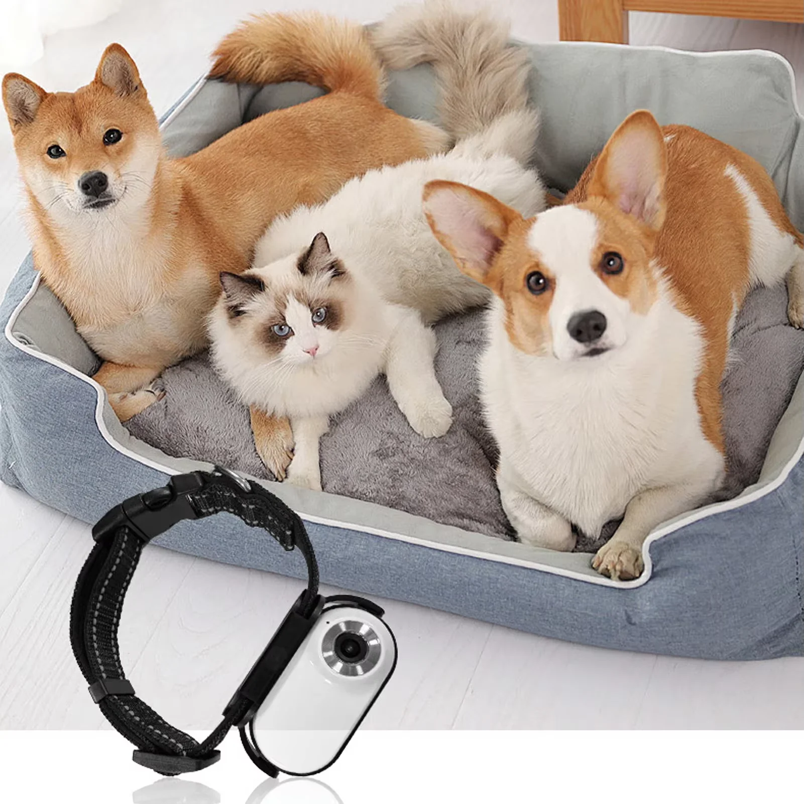 Pet Collar Camera for Dogs & Cats | HD Night Vision - Image 4
